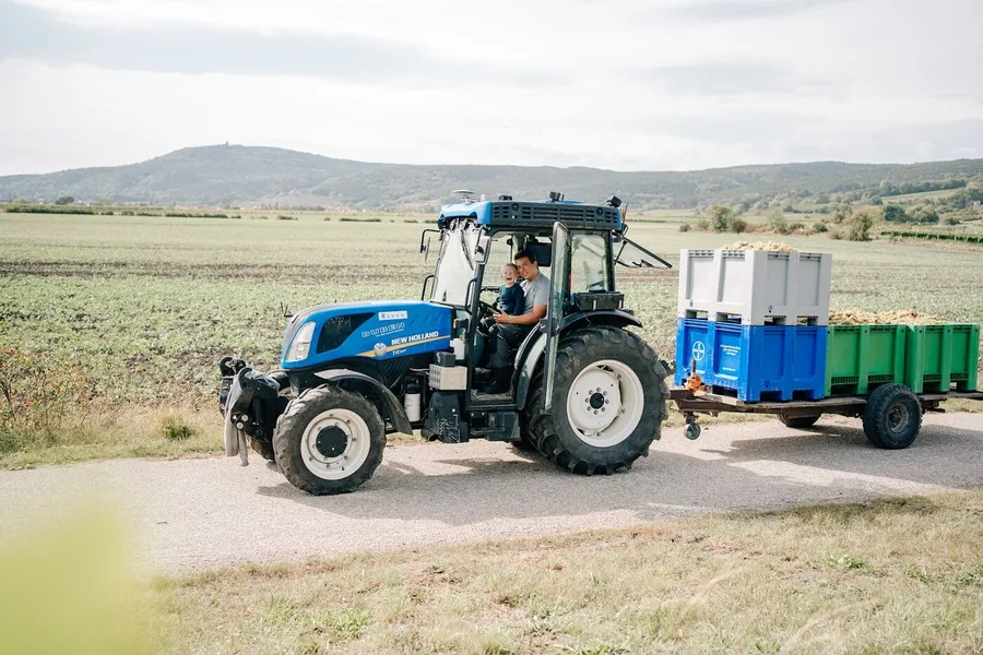 Traktor mit Anhänger voller Traubenkisten auf dem Weg vom Weingarten, Lese 2020
