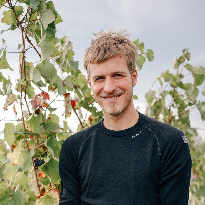 Hans Frühwirth in the vineyard, between the rows of vines