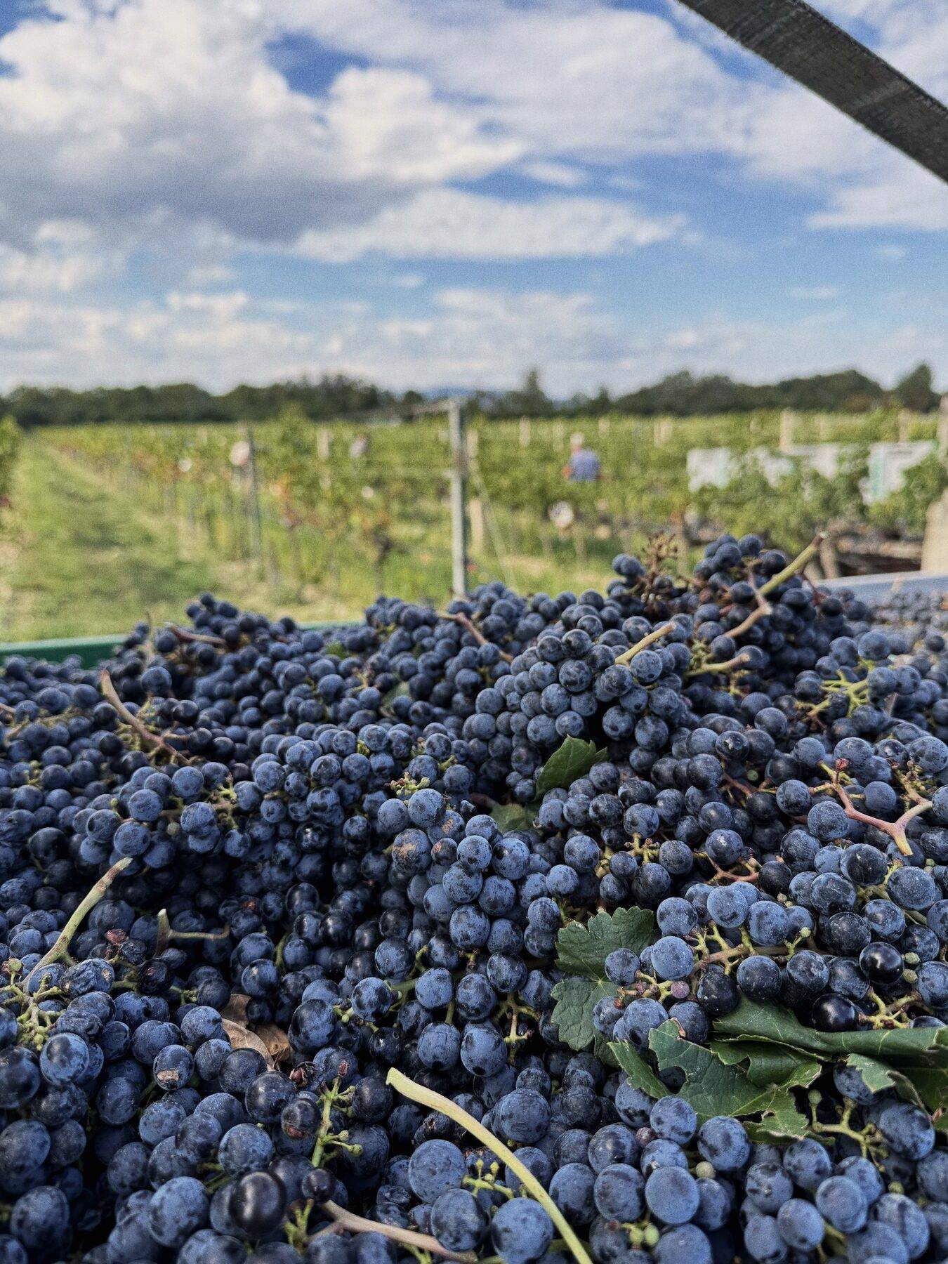 Frisch geerntete blaue Trauben in der Kiste, dahinter die Rebzeilen des Weingartens
