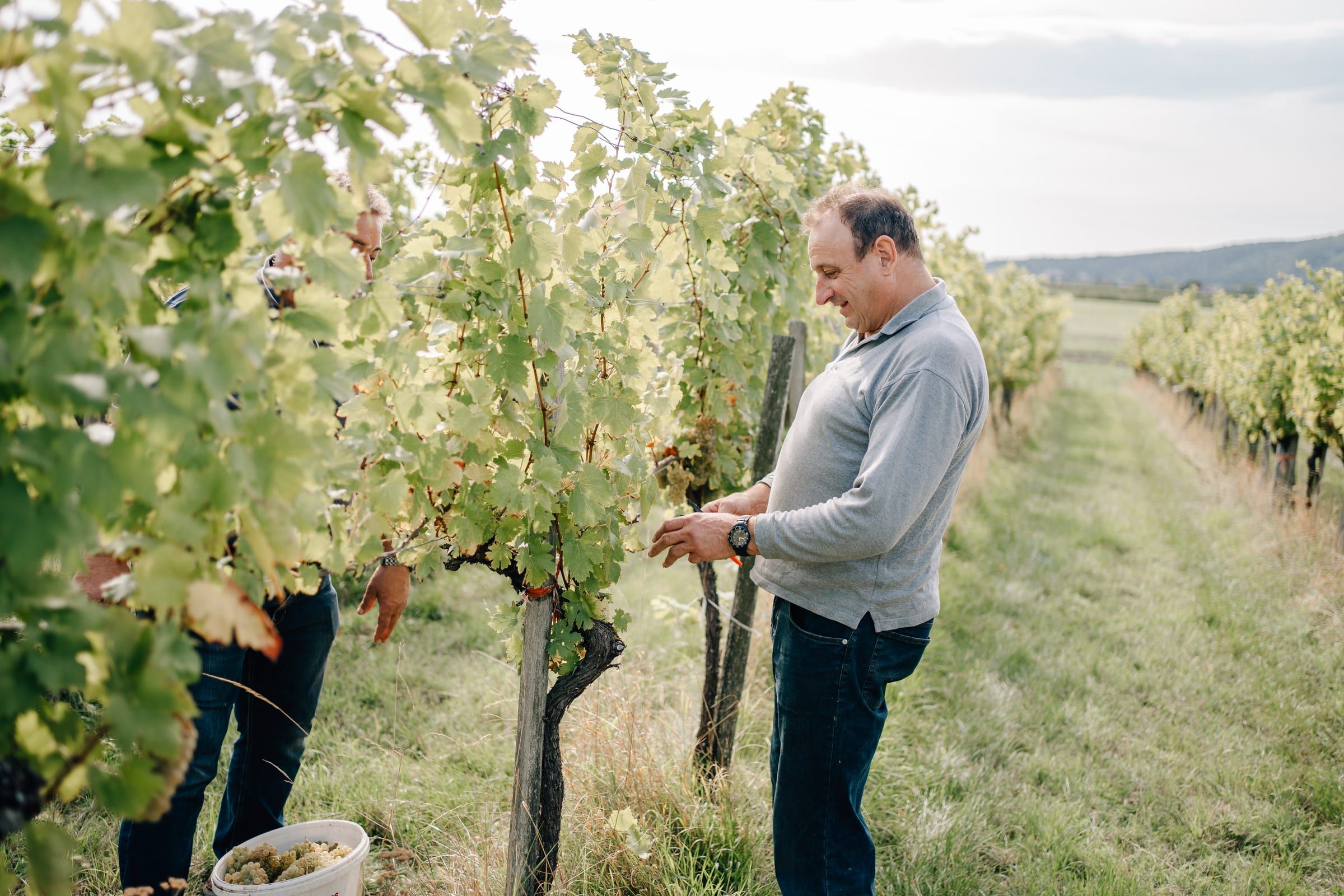 A helper at the vine during harvest, the vine row behind