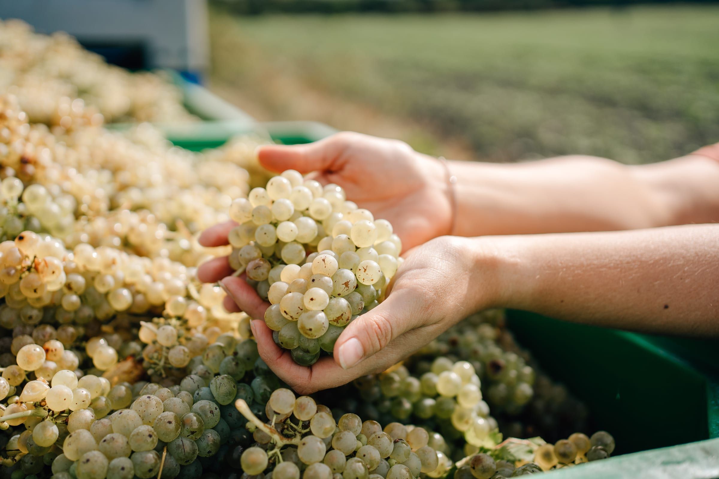 Two hands hold a handful of white grapes over the full crate