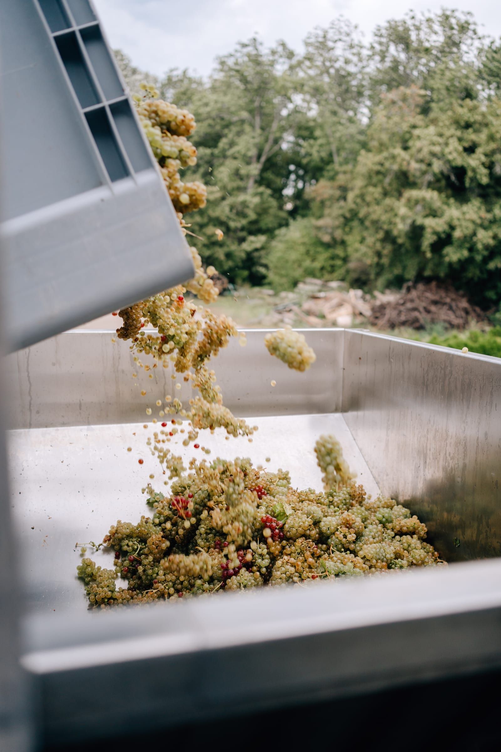 White grapes tumble from the crate into the destemmer