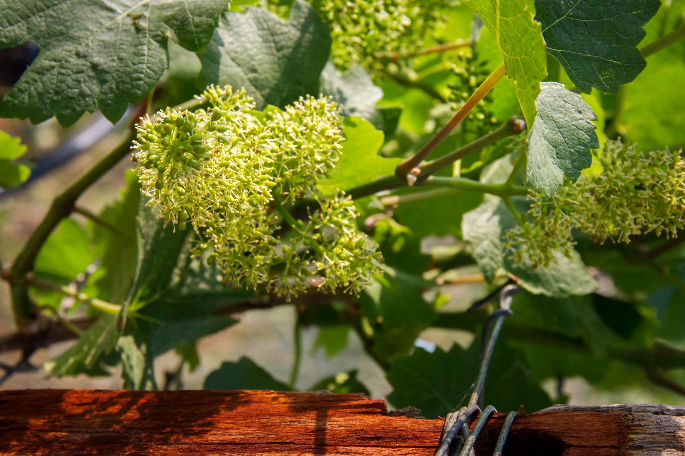 Rebblüte aus der Nähe: helle Blütenstände zwischen dem Laub, darunter der verwitterte Holzpfahl der Zeile
