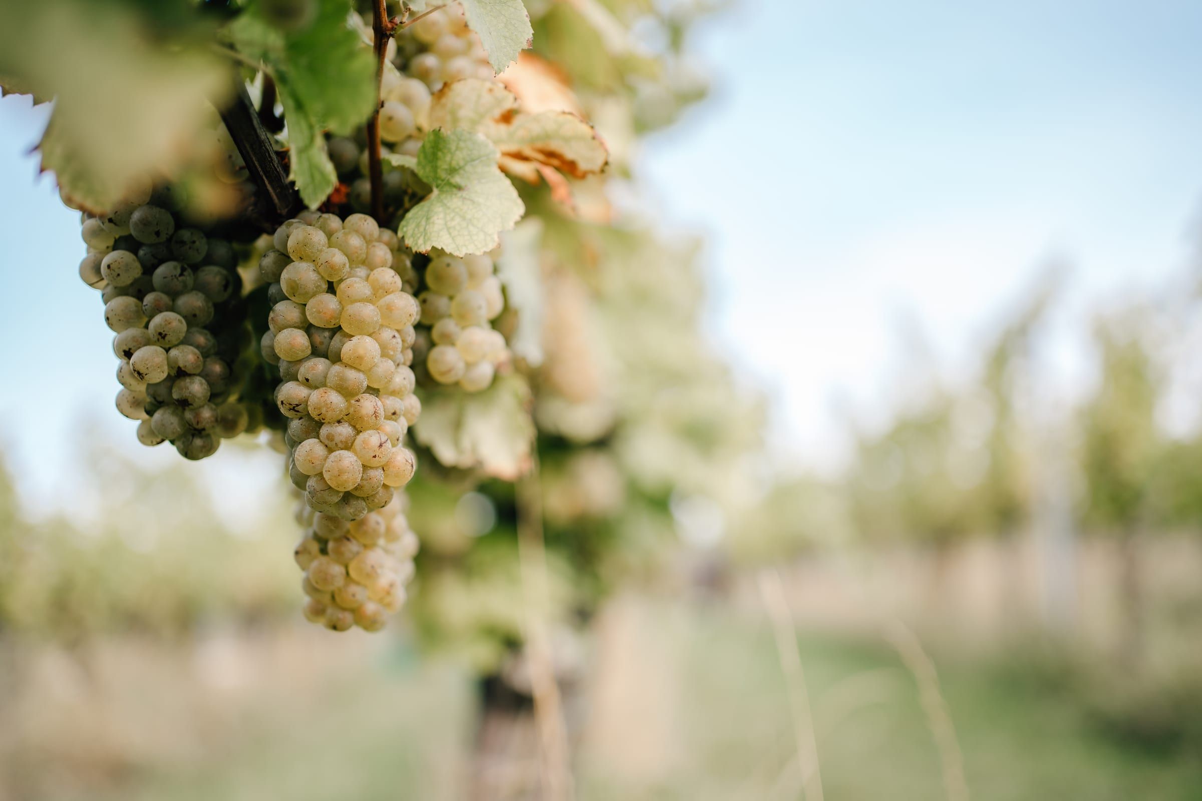 Healthy white grapes on the vine, the vine rows blurred behind