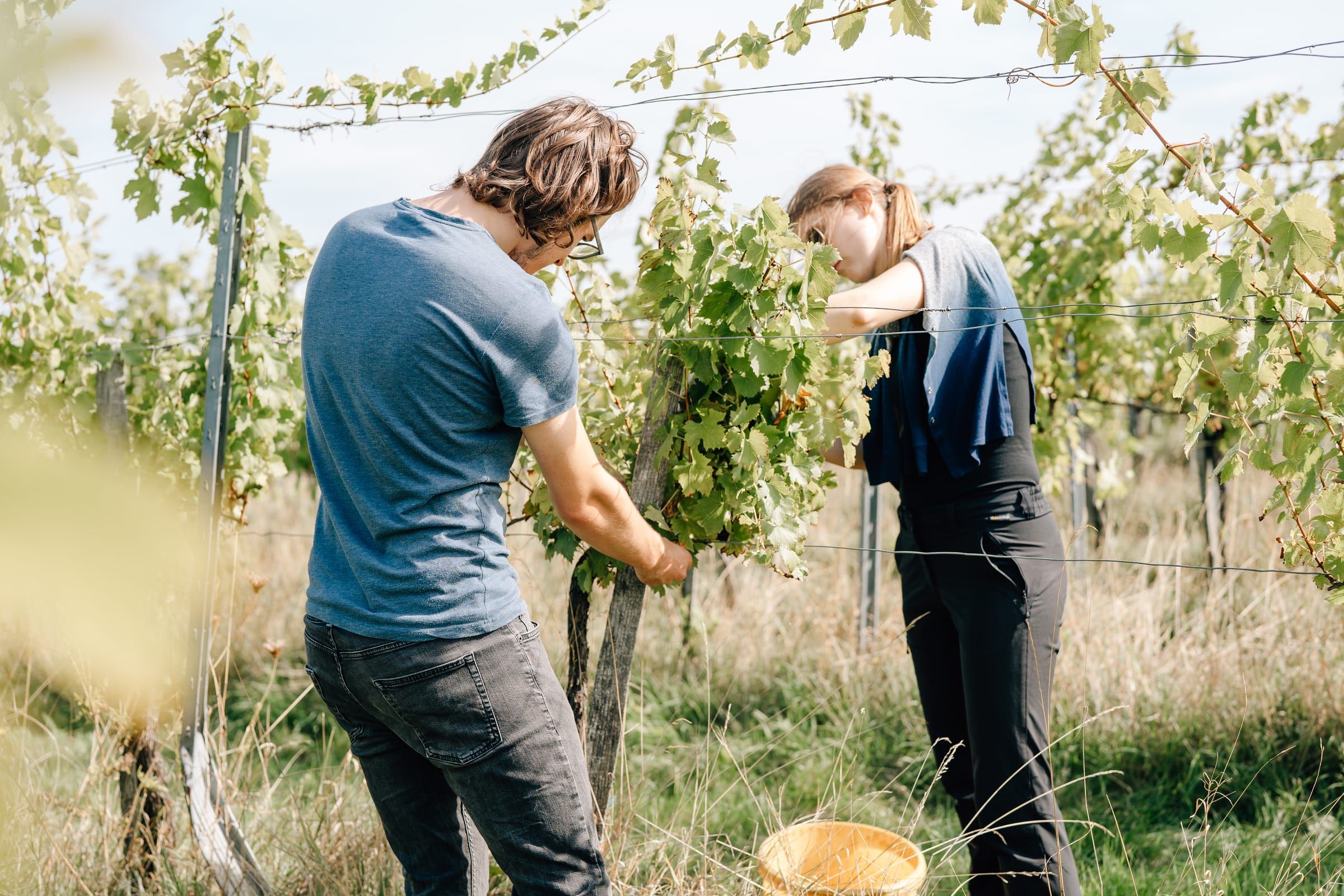 Two young people work side by side at the vine, tying up the shoots