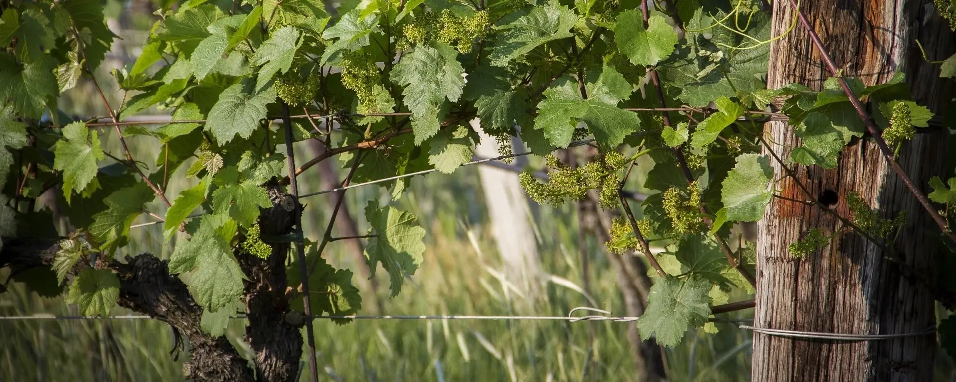 Weinreben mit jungen Trauben am Weingut Frühwirth
