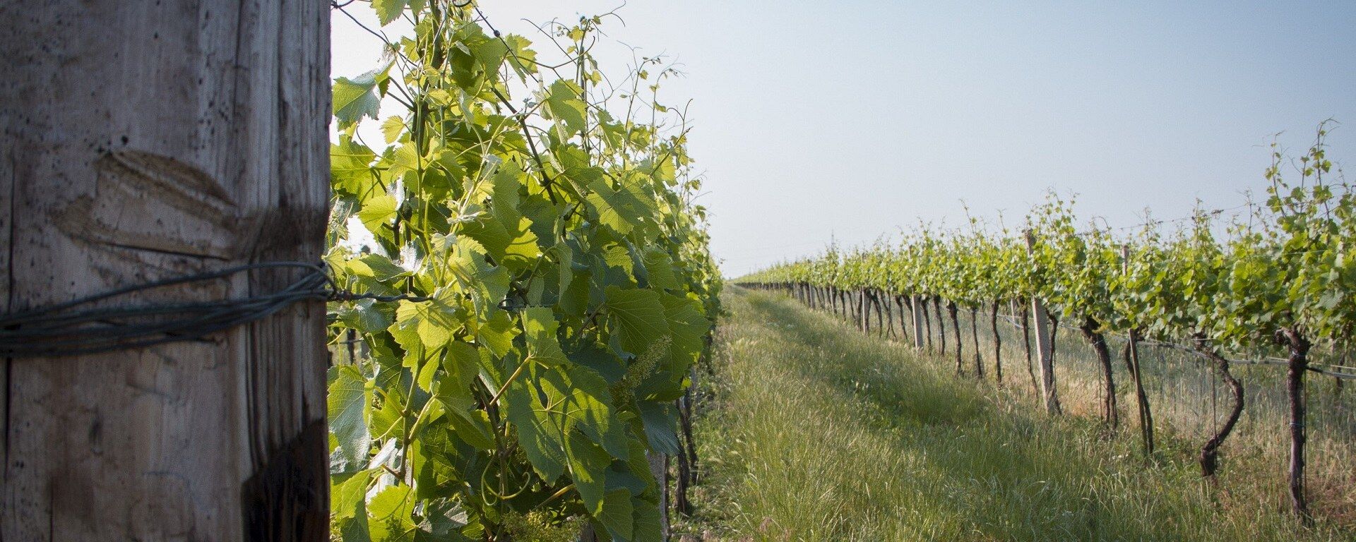 Rebzeilen mit dichtem Grasstreifen dazwischen, im Vordergrund ein verwitterter Holzpfahl