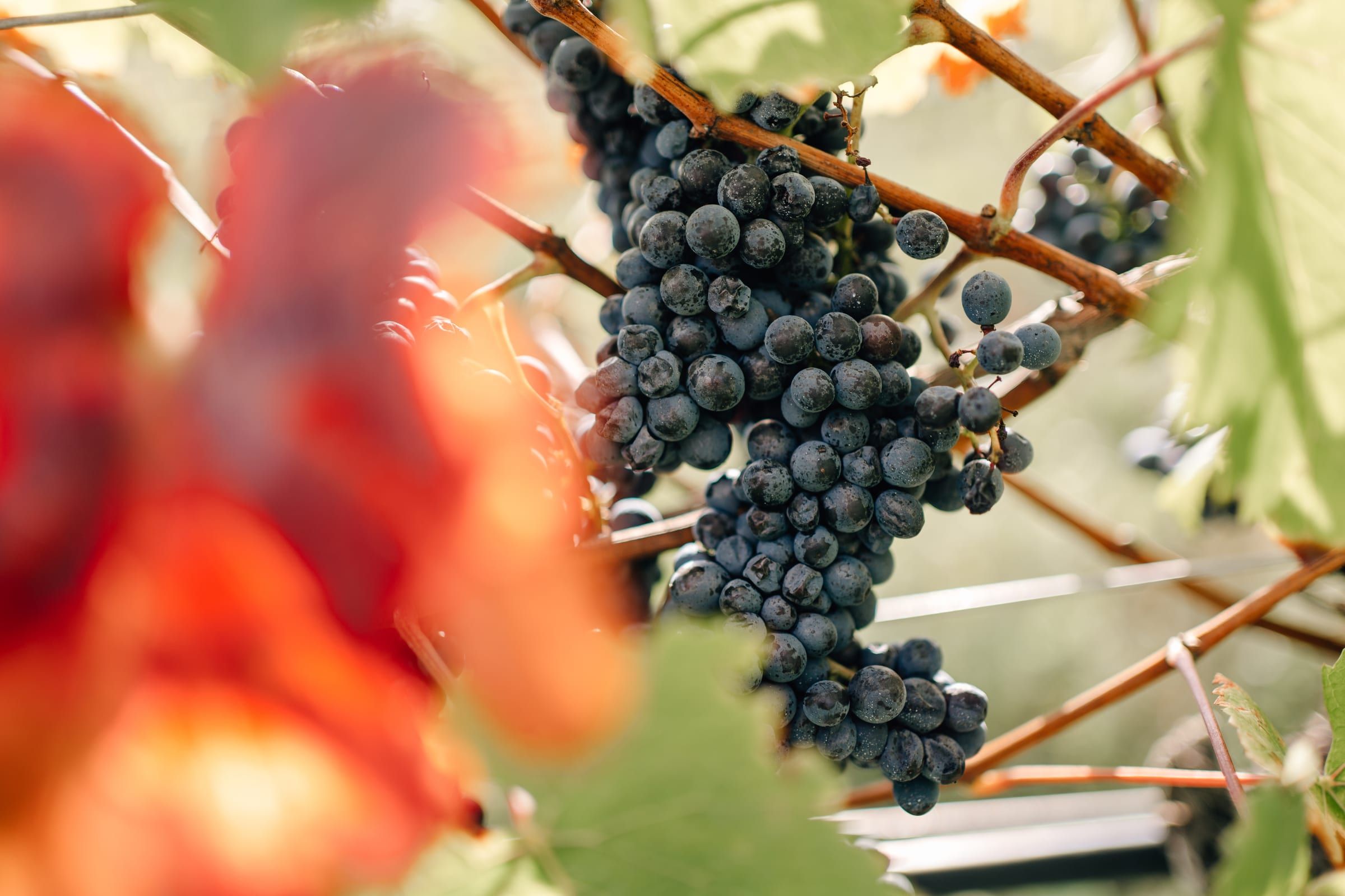 Ripe black grapes among leaves turned red in autumn