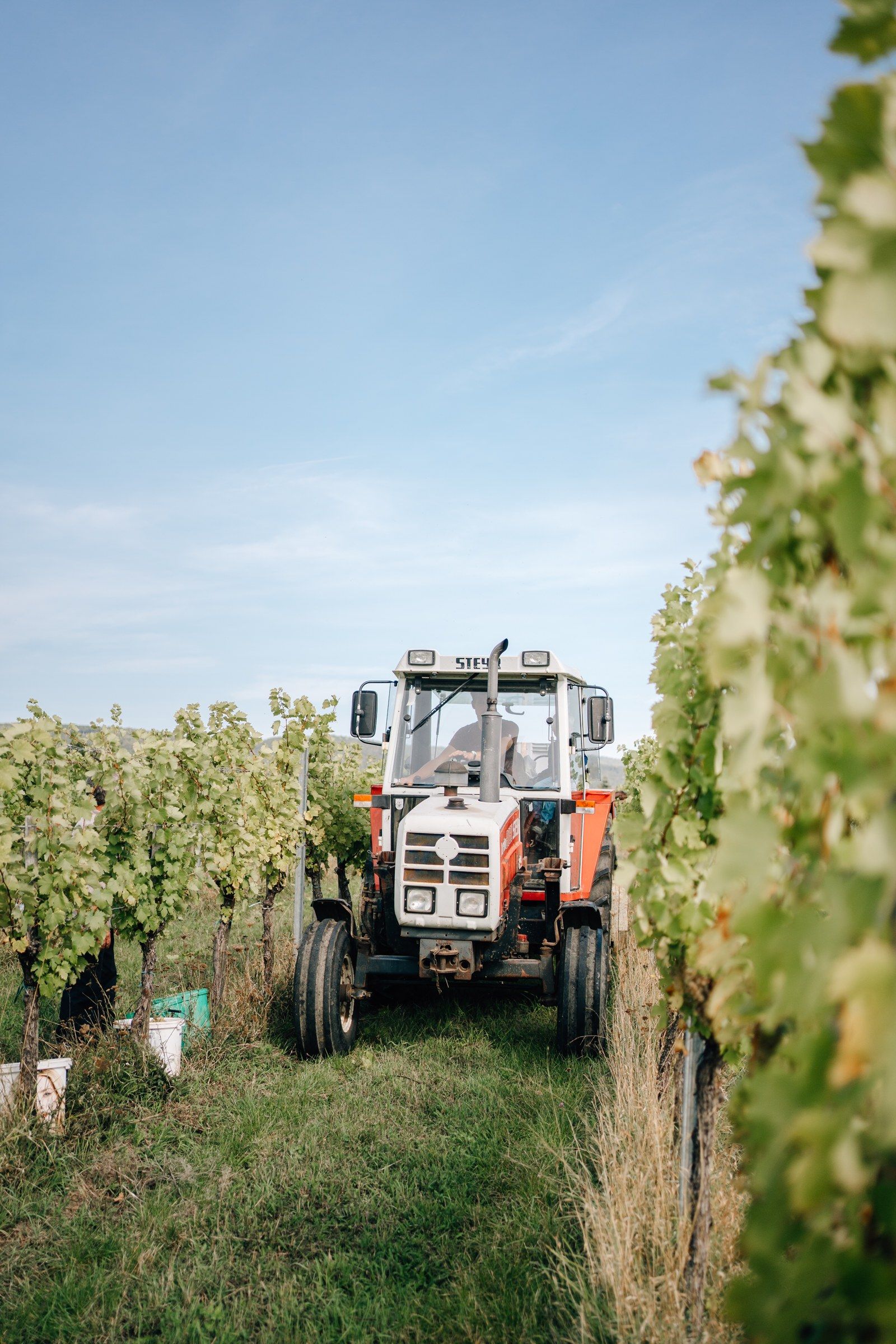 Ein roter Traktor fährt durch die grüne Rebgasse unter blauem Himmel